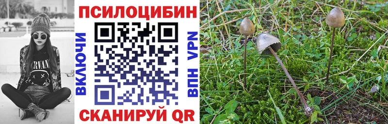 ОМГ ОМГ ONION  Шали  Псилоцибиновые грибы Psilocybine cubensis 